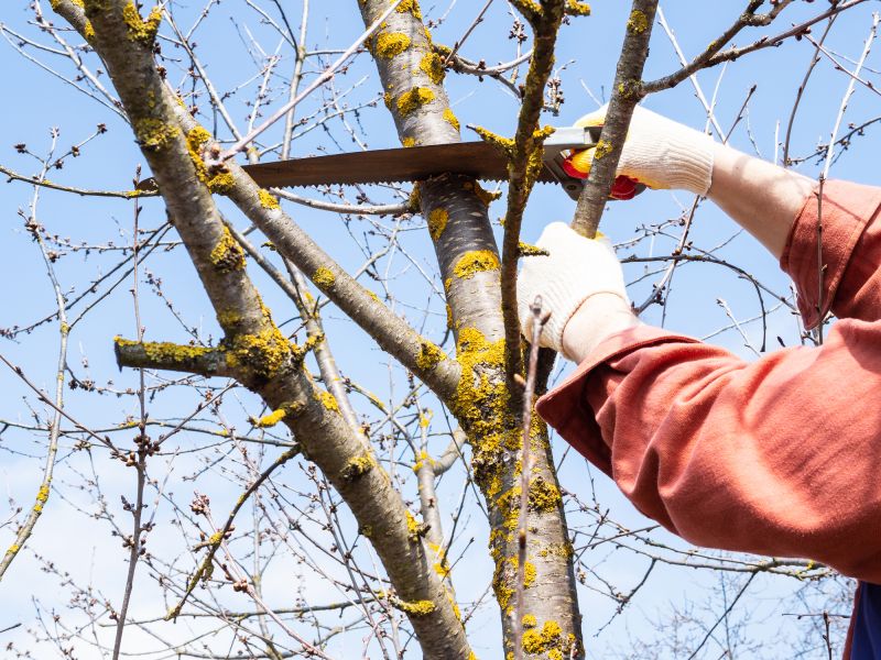 Inside Tree Limb Removal