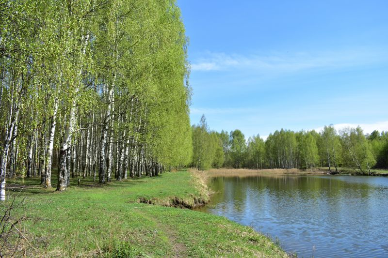 River Birch Trimming in Pottstown, PA