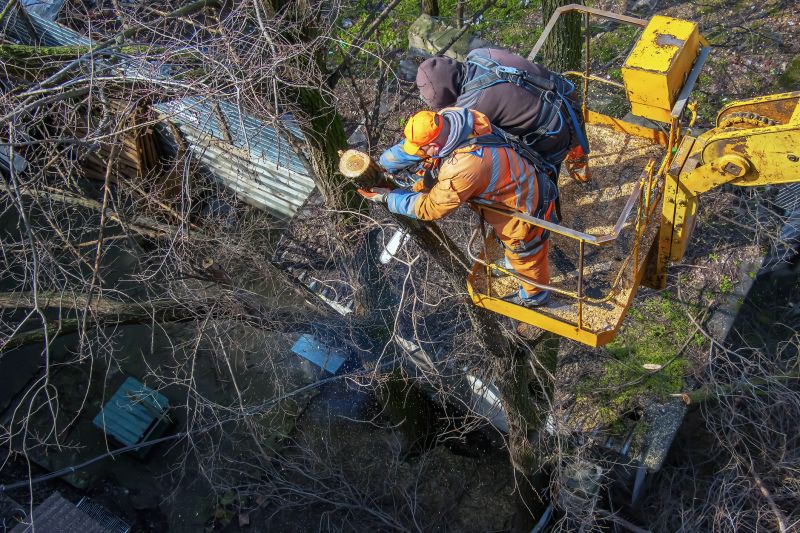 Local Tree Limb Removal Service pros at work