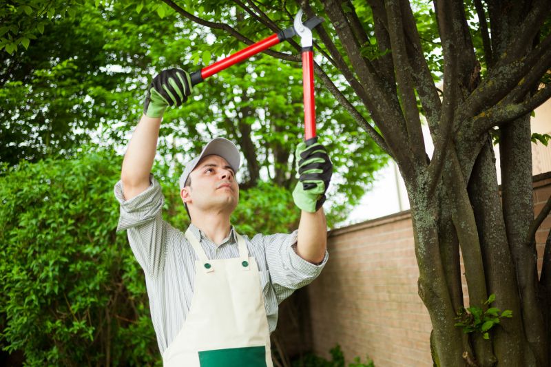 Tree Shearing in San Jose, CA