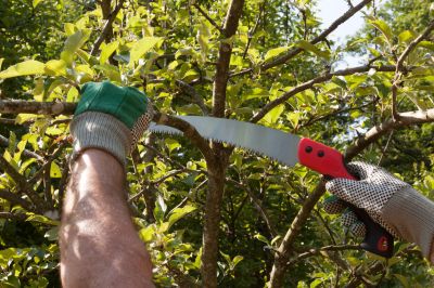 Encourage New Growth of the Tree Through Tree Trimming!