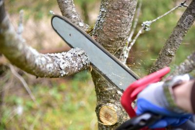 Get Professional Tree Limb Removal Service!