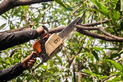 Get Rid of Old or Diseased Branches!