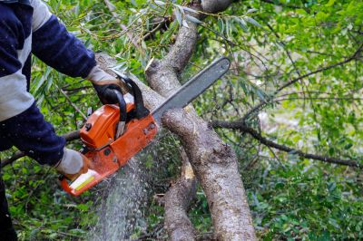 Ensure Safety from Falling Branches!