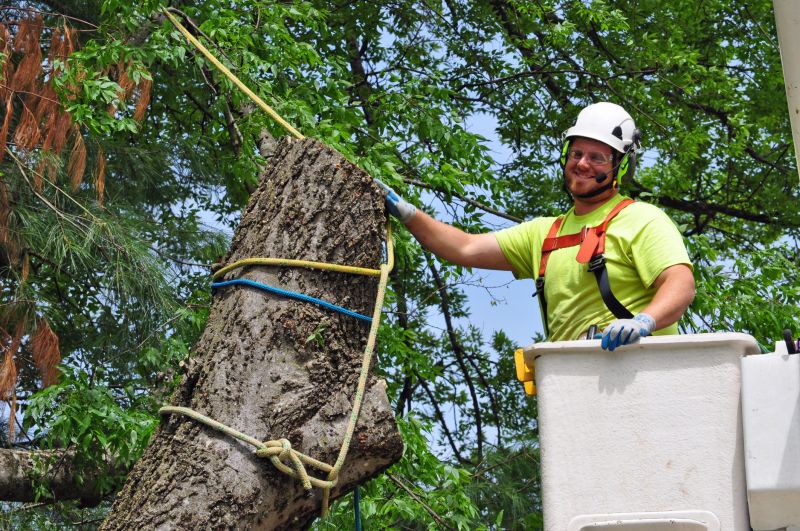 Tree Limb Removal Service