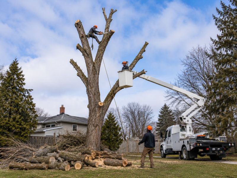 Apple Tree Removal in Doylestown, PA
