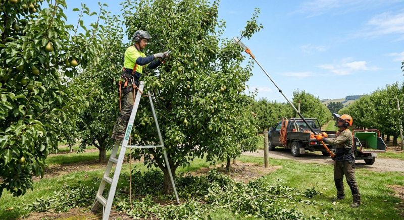 Bradford Pear Tree Pruning in Aiken, SC