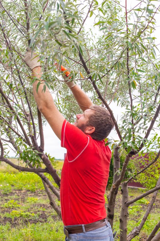 Branches Pruning in San Jose, CA