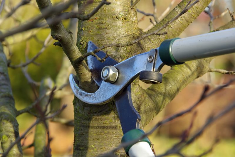 Canopy Pruning in Pottstown, PA