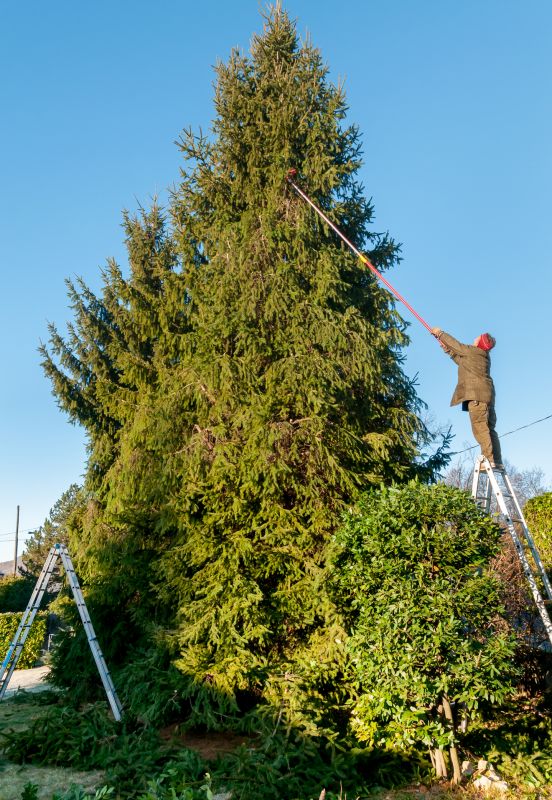Cedar Tree Trimming in Pottstown, PA