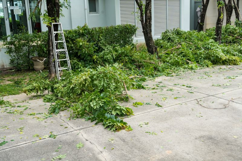 Cypress Tree Removal in Montgomery County, PA