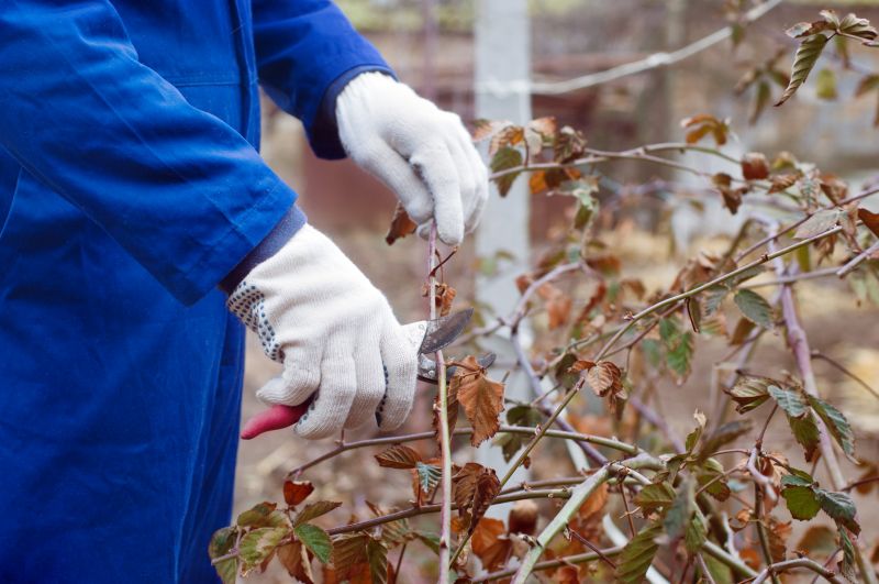 Forsythia Pruning in Rockwall, TX
