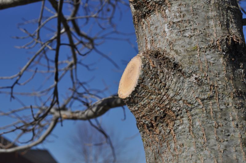 Pear Tree Pruning in San Jose, CA