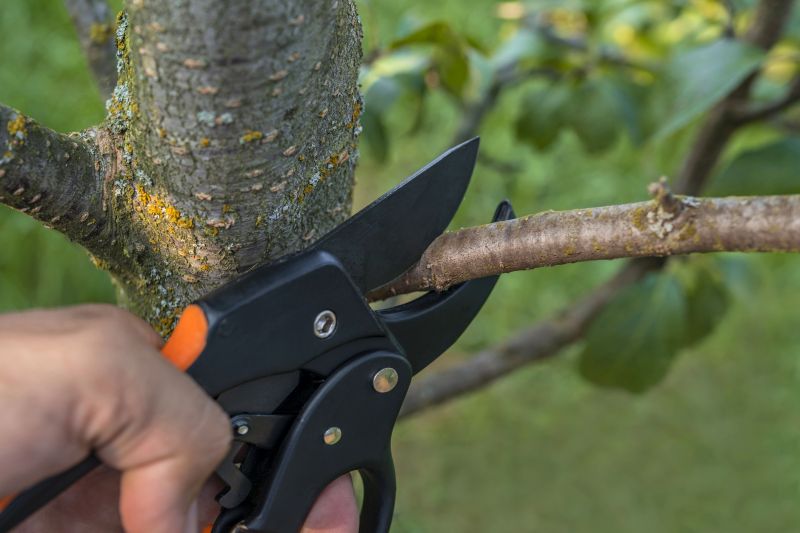 Spring Tree Limb Removal