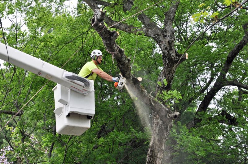 Tree Limb Removal Service