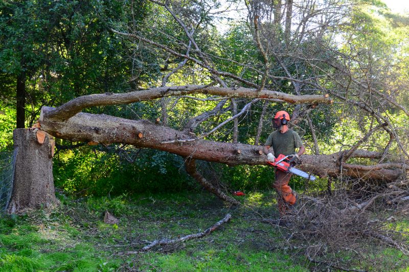 Tree Limb Removal Service
