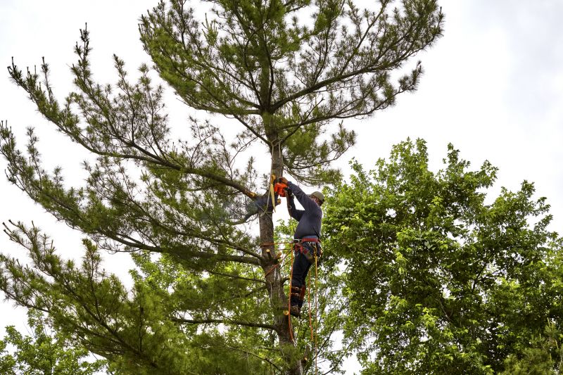 Arborist Performing Tree Pruning