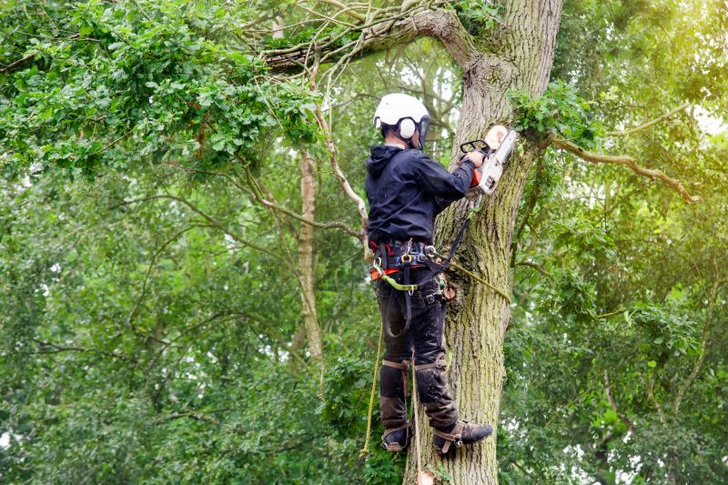 Professional Tree Pruning