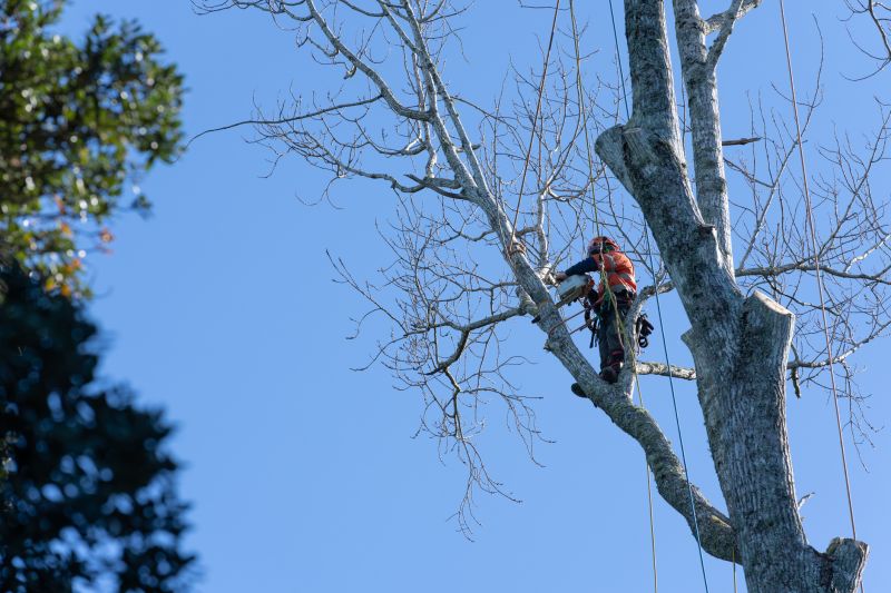 Trimming Large Trees