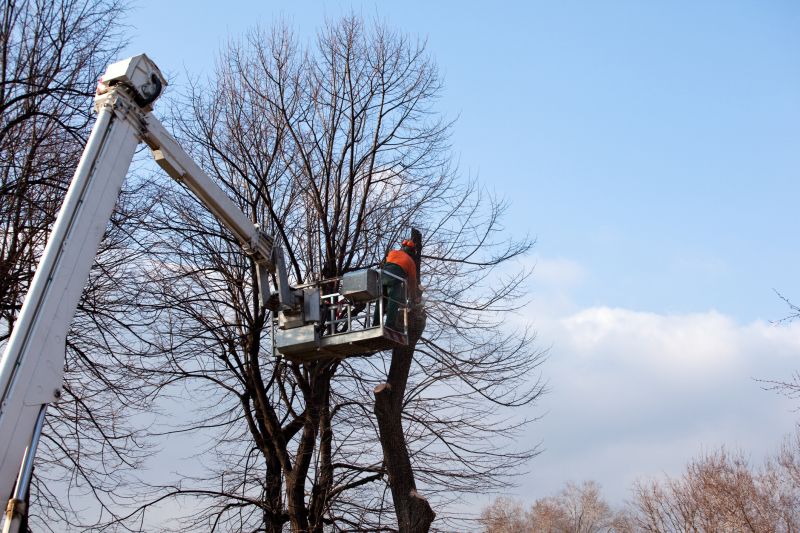 Tree Removal Contractors