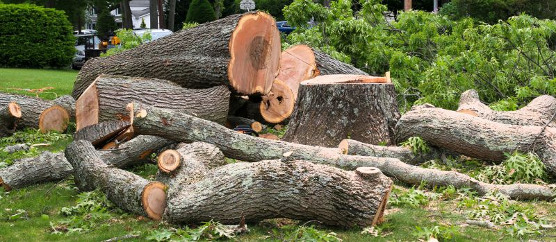 Type of Tree and Limb Density